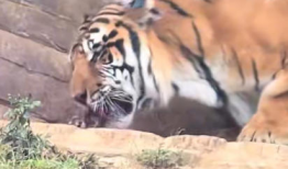 老虎视频,探索动物世界的神秘与魅力
